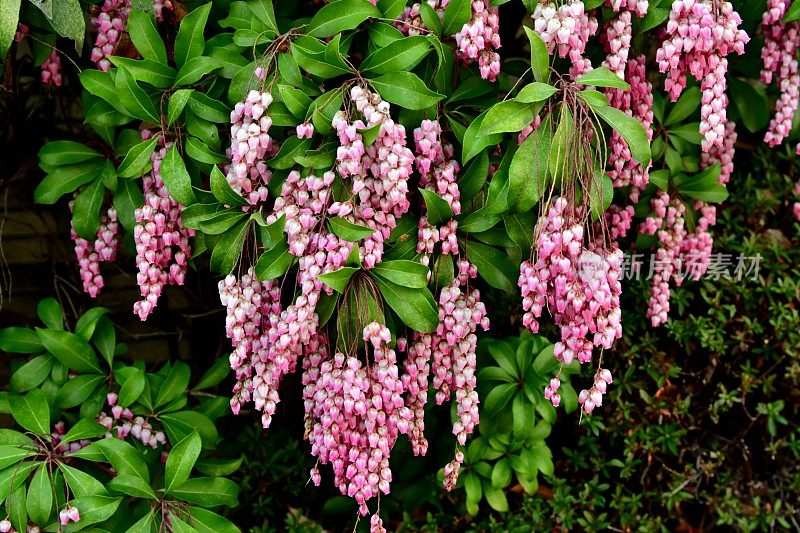 日本Pieris japonica /日本andromeda